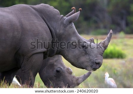 White Rhinos grazing while egret birds hunt next to them