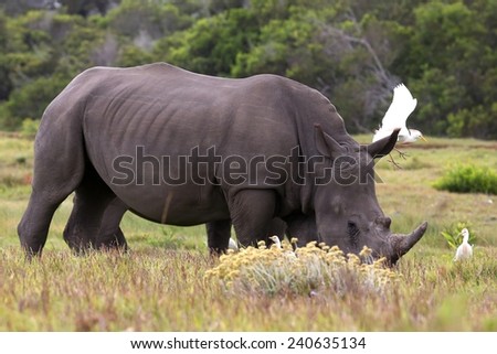 White Rhino grazing while egret birds fly next to him