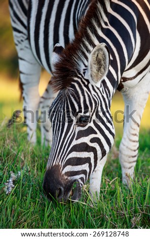Close up of a Plains Zebra Grazing on Green Grass in Africa