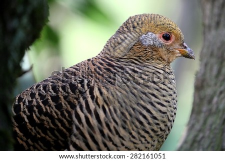 Female golden pheasant bird with beautiful feathers