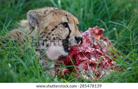 Cheetah wild cat eating from a freshly killed animal