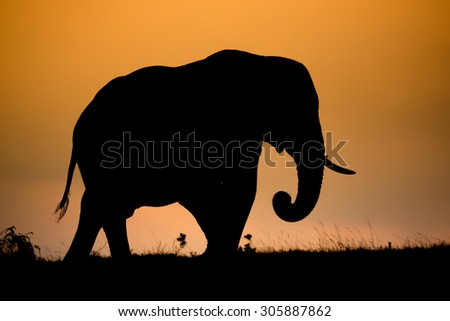 Large male African elephant silhouetted against the evening sky
