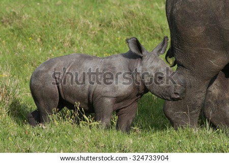 Cute one week old baby Rhino standing behind it\'s mother