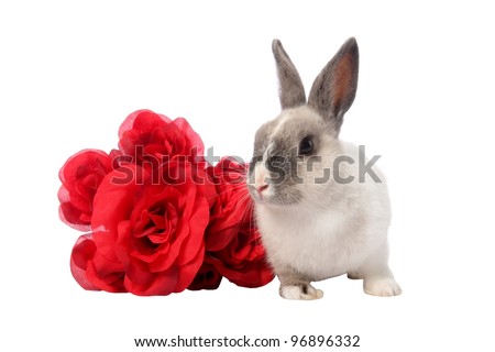 red cute roses