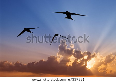 Three swifts in flight at sunset.