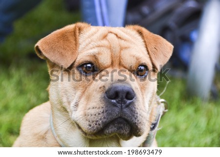 TORONTO, CANADA - 8 JUNE 2013 : A dog`s emotion at  Woofstock, the largest outdoor festival for dogs in North America since 2003, June 8, 2013 in Toronto, Ontario.