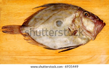 dory fish. stock photo : John Dory fish