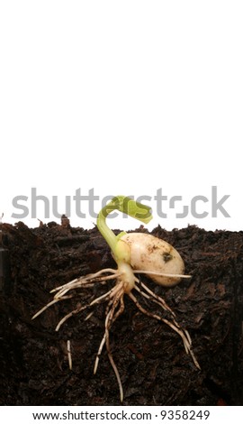 germination of seeds. stock photo : Germinating seed
