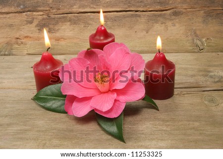 Three candles and a camellia flower