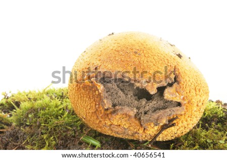 Fungi With Spores