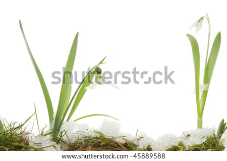 Snow On Plants