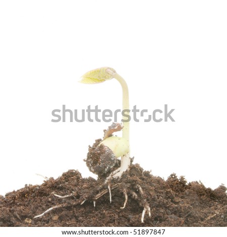 germination of seed. Germinating bean seed in