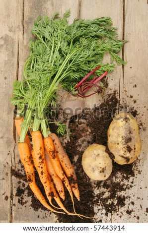 Fresh root vegetables with soil on a background of rustic wood