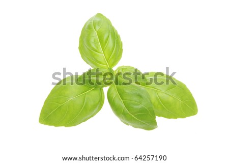 Sprig of fresh basil herb leaves isolated against white
