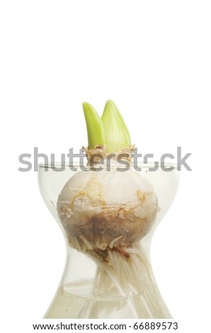 Hyacinth Bulb Vase