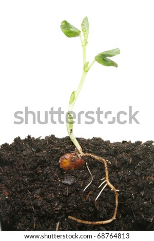 germination of plant. stock photo : Seedling plant