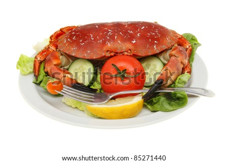 Whole brown crab with a fork in its claw on a bed of salad isolated against white