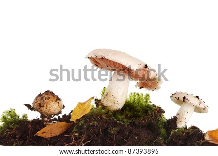 Group of fungi, wild mushroom, toadstool and puff ball among moss and Autumn leaves