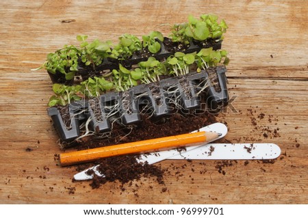 Seedling plug plants on a wooden board with a pencil, soil and labels