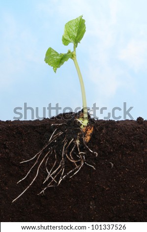 Sectional view of a runner bean seedling in soil showing the newly developed root and leaf system against a blue sky