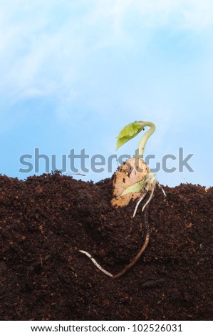 Freshly germinated bean seed in soil against a blue sky with white wispy clouds