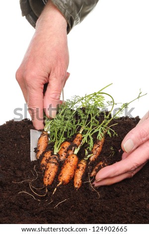 Pair of hands harvesting baby carrots from soil