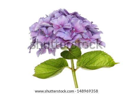 Mop head hydrangea flower and leaves isolated against white