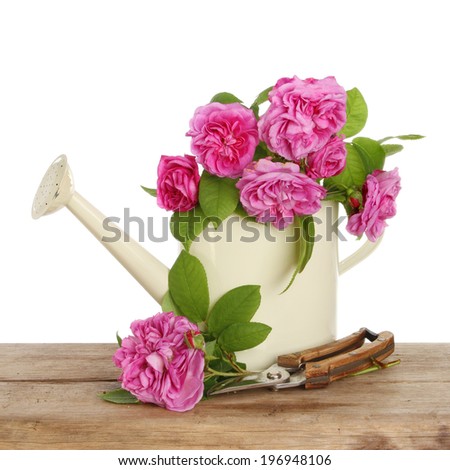 Roses in a watering can with a cut rose and garden secateurs on a wooden bench against a white background