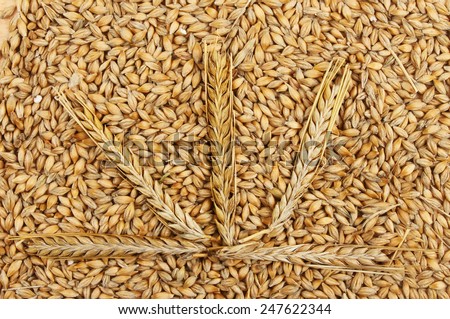 Five ears of wheat on wheat grains