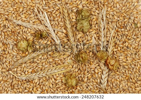 Wheat grains and ears of wheat with hops