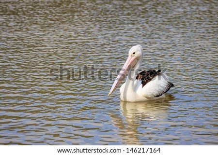 Pelican floating in water