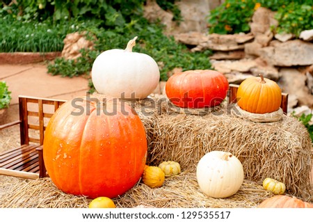 Pumpkins (Cucurbita moschata) picked and set in straw to cure prior to being placed in winter storage.