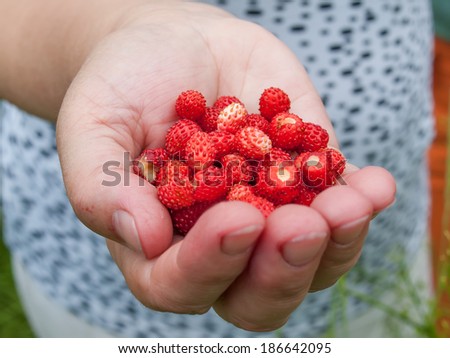 Handful of wild strawberries in woman\'s hand right after being picked
