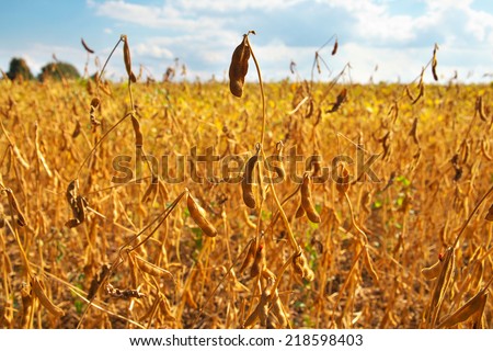 Soybean field ready for being harvested