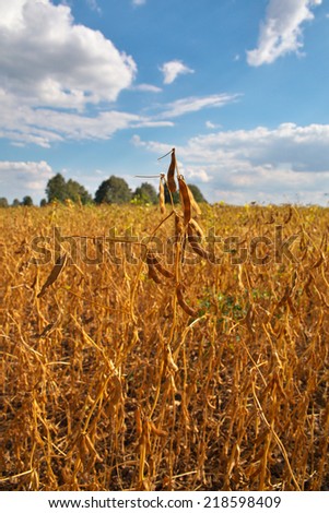 Soybean field ready for being harvested