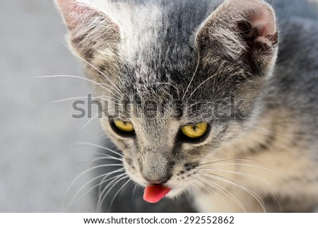 Portrait about a hungry cat with his tongue.