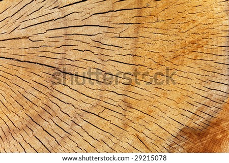 Pine tree cross section texture, sectioned log