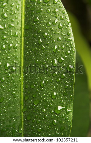 Leaf of  rubber plant covered by drops of water.