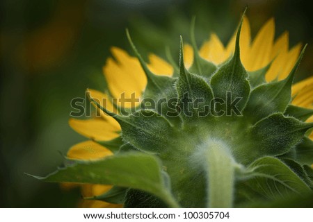 Sunflower, Back of Sunflower