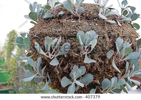 kalanchoe kalanchoe pumila madagascar stonecrop family plant in greenhouse