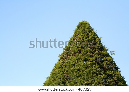 trim green tree top with blue sky background looking like a hill
