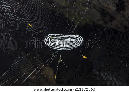 Small spider in the center of a spider web