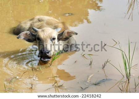 young water buffalo inside water