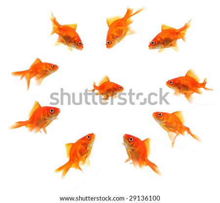 goldfish. stock photo : larger goldfish
