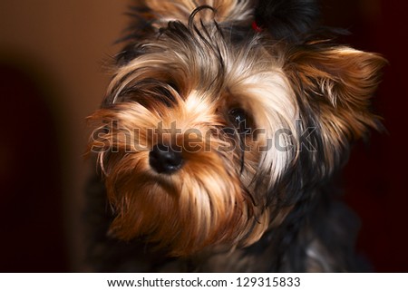 Portrait of a sad puppy Yorkshire Terrier
