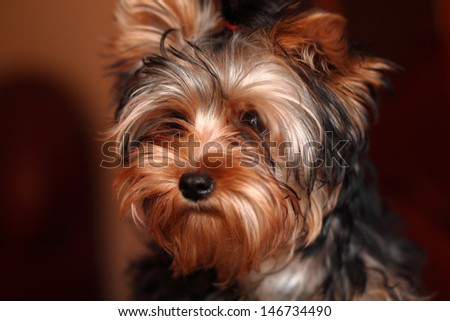 Portrait of a sad puppy Yorkshire Terrier