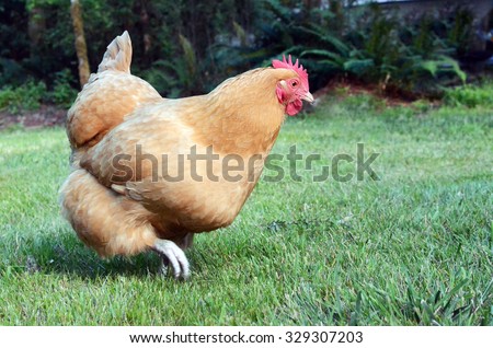 Yellow Orpington Chicken Running Scared!