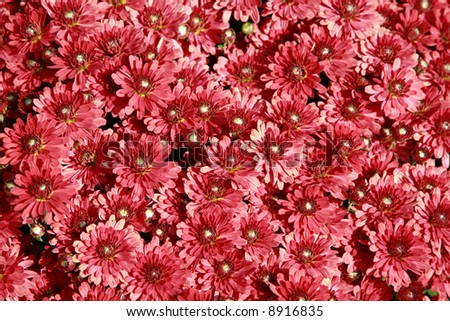 Fall floral background with potted Mums