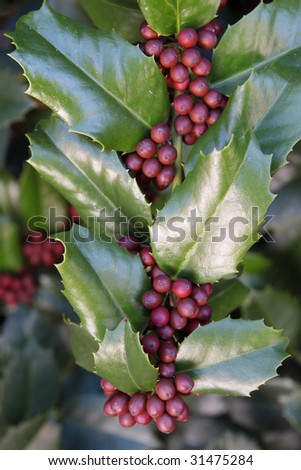 Holly berries  , red and green in time for Christmas