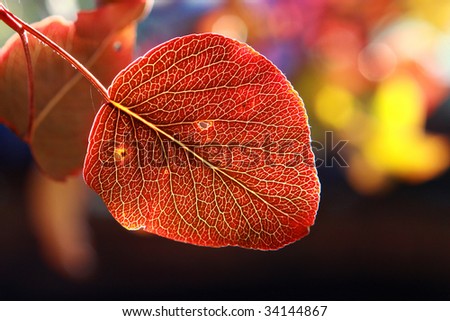 Colorful bradford pear leaf  , Autumn in Nashville